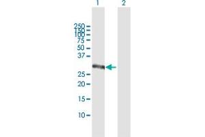 Western Blot analysis of CSGALNACT1 expression in transfected 293T cell line by CSGALNACT1 MaxPab polyclonal antibody. (CSGALNACT1 antibody  (AA 1-297))