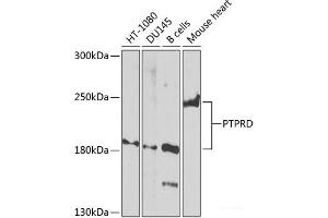Western blot analysis of extracts of various cell lines using PTPRD Polyclonal Antibody at dilution of 1:1000. (PTPRD antibody)