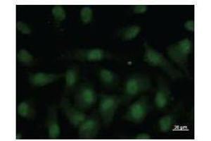 Immunofluorescence (IF) image for anti-Nuclear Receptor Subfamily 4, Group A, Member 1 (NR4A1) antibody (ABIN930954)