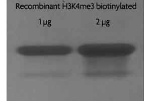 Recombinant Histone H3 trimethyl Lys4 biotinylated analyzed by SDS-PAGE gel. (Histone H3.2 (biotinylated), (full length), (N-Term), (truncated) Protein)