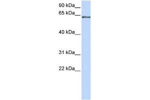 WB Suggested Anti-RELA Antibody Titration:  0. (NF-kB p65 antibody  (Middle Region))