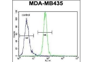AKT1 Antibody (C-term) (ABIN652283 and ABIN2841190) flow cytometric analysis of MDA-M cells (right histogram) compared to a negative control cell (left histogram). (AKT1 antibody  (C-Term))