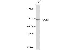 Western blot analysis of extracts of HeLa cells, using CXCR4 antibody (ABIN7266319) at 1:1000 dilution. (CXCR4 antibody)