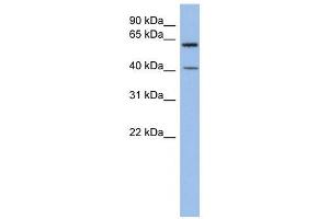 B3GALTL antibody used at 1 ug/ml to detect target protein. (B3GALTL antibody  (Middle Region))