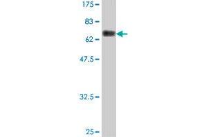 Western Blot detection against Immunogen (68. (CDC42EP1 antibody  (AA 1-384))