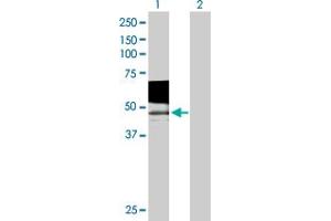 Western Blot analysis of PSG9 expression in transfected 293T cell line by PSG9 MaxPab polyclonal antibody.