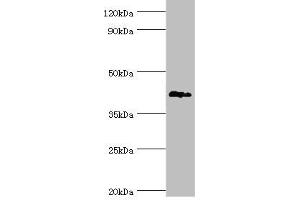 Western blot All lanes: G/T mismatch-specific thymine DNA glycosylase antibody at 6 μg/mL + Mouse brain tissue Secondary Goat polyclonal to rabbit IgG at 1/10000 dilution Predicted band size: 46 kDa Observed band size: 46 kDa (TDG antibody  (AA 141-410))