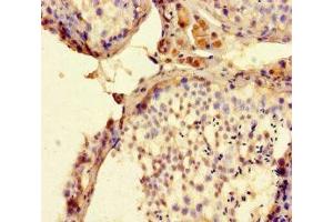 Immunohistochemistry of paraffin-embedded human testis tissue using ABIN7165554 at dilution of 1:100 (FAM71F2 antibody  (AA 1-300))