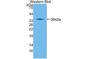 Western Blotting (WB) image for anti-Wingless-Type MMTV Integration Site Family, Member 10B (WNT10B) (AA 30-322) antibody (ABIN3202071) (WNT10B antibody  (AA 30-322))