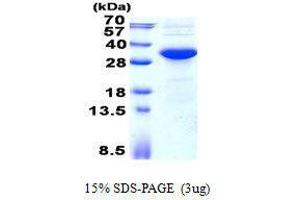 Figure annotation denotes ug of protein loaded and % gel used. (KCTD15 Protein)