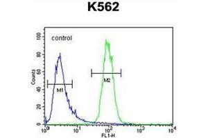 Flow cytometric analysis of K562 cells using DPY19L1 Antibody (C-term) Cat. (DPY19L1 antibody  (C-Term))