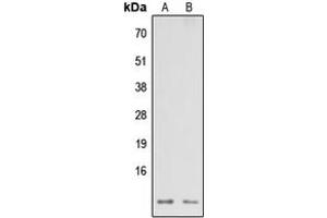 Western blot analysis of NDUFA3 expression in HEK293T (A), Raw264.