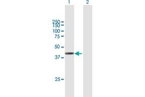 Western Blot analysis of ARMCX3 expression in transfected 293T cell line by ARMCX3 MaxPab polyclonal antibody. (ARMCX3 antibody  (AA 1-379))