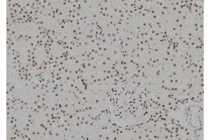 ABIN6273635 at 1/100 staining Rat kidney tissue by IHC-P. (HSPB3 antibody  (Internal Region))