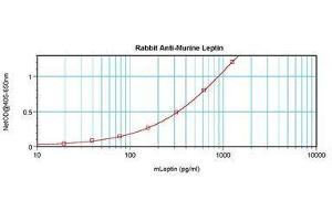 Image no. 1 for anti-Leptin (LEP) antibody (ABIN465757) (Leptin antibody)