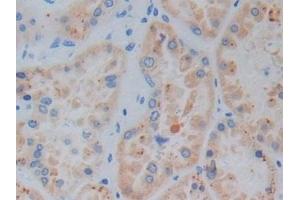Immunohistochemistry (IHC) image for anti-Heme Oxygenase (Decycling) 1 (HMOX1) (AA 61-172) antibody (ABIN7425956)