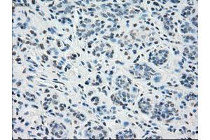 Image no. 2 for anti-Signal Transducer and Activator of Transcription 1, 91kDa (STAT1) antibody (ABIN1501169) (STAT1 antibody)