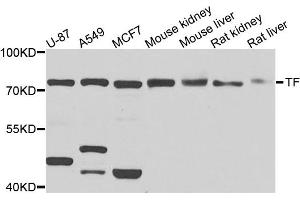 Western blot analysis of extracts of various cell lines, using TF antibody (ABIN5974916) at 1/1000 dilution. (Transferrin antibody)