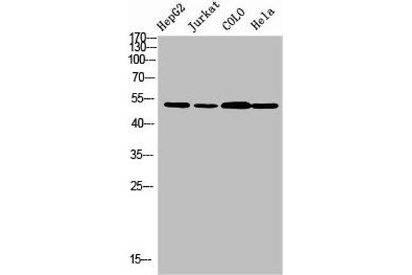 Trmt11 antibody  (C-Term)