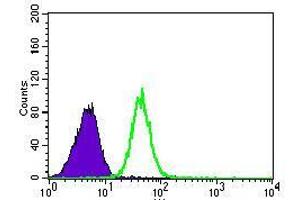 Flow cytometric analysis of HeLa cells using PSAP mouse mAb (green) and negative control (purple).