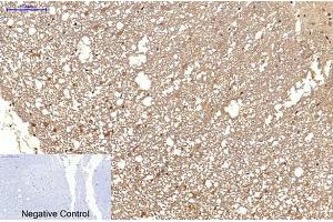 Immunohistochemical analysis of paraffin-embedded rat spinal cord tissue.