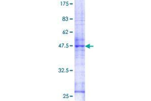 RAB26 Protein (AA 1-190) (GST tag)