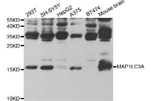 Western blot analysis of extracts of various cell lines, using MAP1LC3A antibody. (LC3A / LC3B antibody)