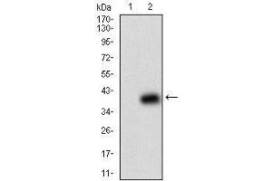 Western Blotting (WB) image for anti-beta-2-Microglobulin (B2M) (AA 21-100) antibody (ABIN1724930)