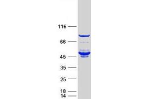 Western Blotting (WB) image for FK506 Binding Protein Like (FKBPL) protein (Myc-DYKDDDDK Tag) (ABIN2721223)