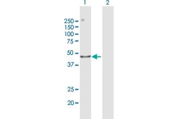 CENPL antibody  (AA 1-390)