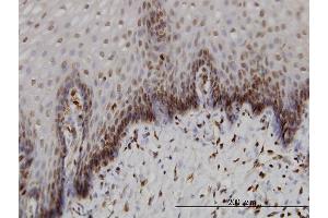Immunoperoxidase of monoclonal antibody to BANF1 on formalin-fixed paraffin-embedded human esophagus. (BANF1 antibody  (AA 1-89))