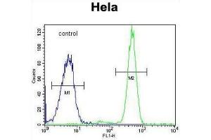Flow Cytometry (FACS) image for anti-Polymerase (RNA) III (DNA Directed) Polypeptide H (22.9kD) (POLR3H) antibody (ABIN3002174)
