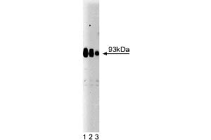 Western blot analysis of Gephyrin on rat brain lysate. (Gephyrin antibody  (AA 569-726))
