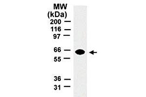 Western blot analysis of TRAF5. (TRAF5 antibody  (AA 77-186))
