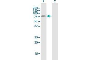 Western Blot analysis of DIS3L2 expression in transfected 293T cell line by DIS3L2 MaxPab polyclonal antibody. (DIS3L2 antibody  (AA 1-619))