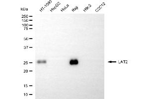 Western blotting analysis using LAT2 antibody (ABIN7799275).