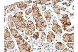 IHC-P Image Immunohistochemical analysis of paraffin-embedded human stomach, using ELMO1, antibody at 1:100 dilution. (ELMO1 antibody  (C-Term))
