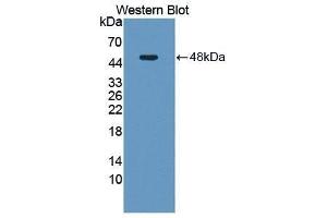 Western Blotting (WB) image for anti-Neuromedin U (NMU) (AA 35-158) antibody (ABIN1869481)