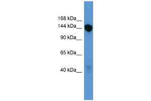 WB Suggested Anti-Bnc2 Antibody Titration:  0. (Basonuclin 2 antibody  (C-Term))