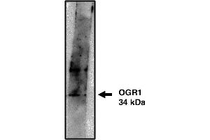 Western blot analysis using OGR1 antibody on cells transfected with OGR1 protein at 10 µg/ml. (GPR68 antibody)