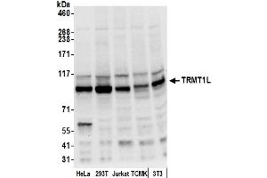 anti-TRM1 tRNA Methyltransferase 1-Like (TRMT1L) (AA 1-50) antibody