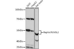 Western blot analysis of extracts of various cell lines, using Reptin/RUVBL2 Rabbit mAb (ABIN7270119) at 1:1000 dilution. (RUVBL2 antibody)