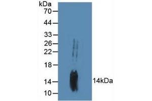 Western blot analysis of Mouse Brain Tissue. (GADD45B antibody  (AA 1-160))