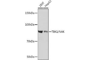 TBK1 antibody