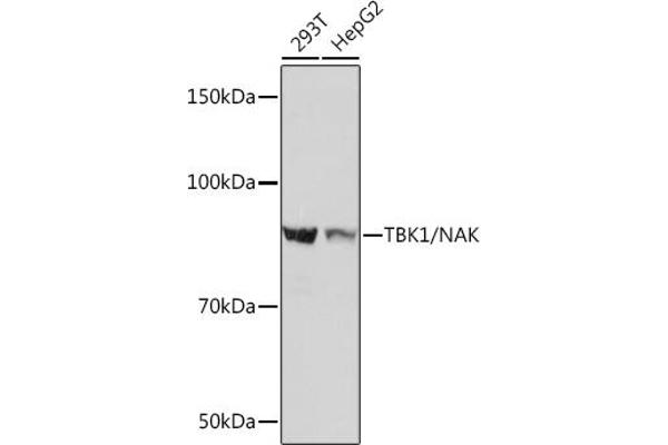 TBK1 antibody