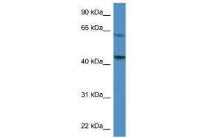 F2R antibody used at 0.