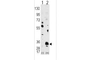 Western blot analysis of PIM1 using PIM1 Antibody using 293 cell lysates (2 ug/lane) either nontransfected (Lane 1) or transiently transfected with the PIM1 gene (Lane 2). (PIM1 antibody)