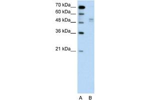 WWP2 antibody  (Middle Region)