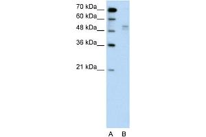 WB Suggested Anti-WWP2 Antibody Titration:  0. (WWP2 antibody  (Middle Region))
