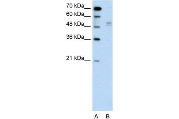 WWP2 antibody  (Middle Region)